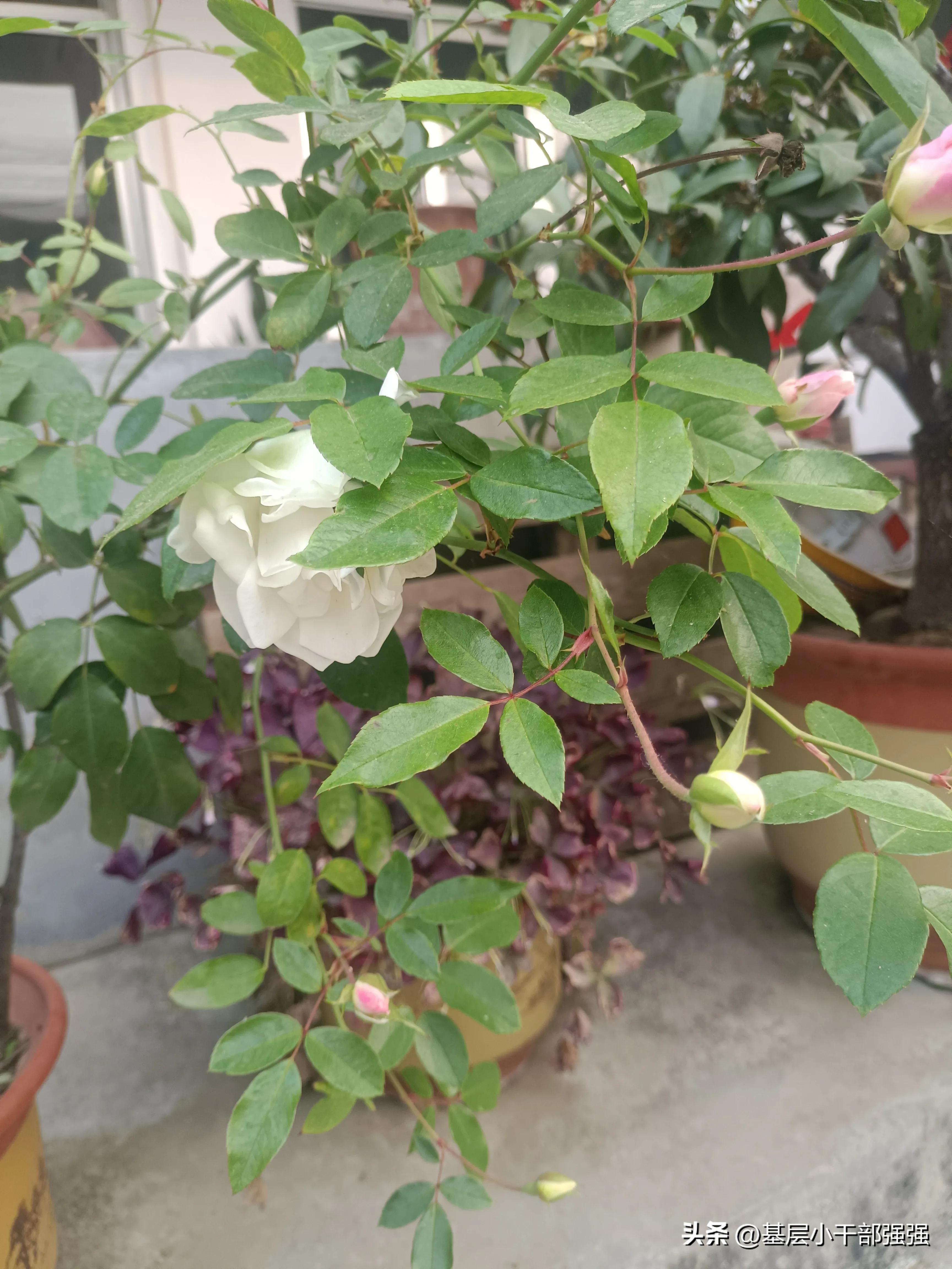 秋雅老公是谁,秋雅王智