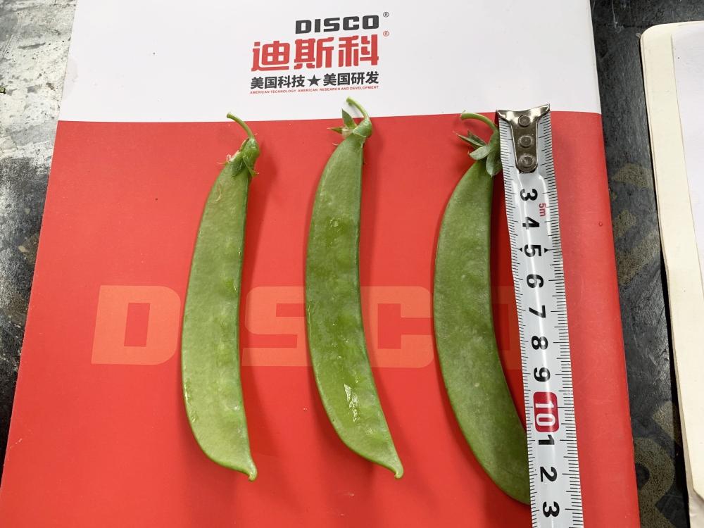 荷兰豆最好吃的品种图片,荷兰豆的种类有哪些