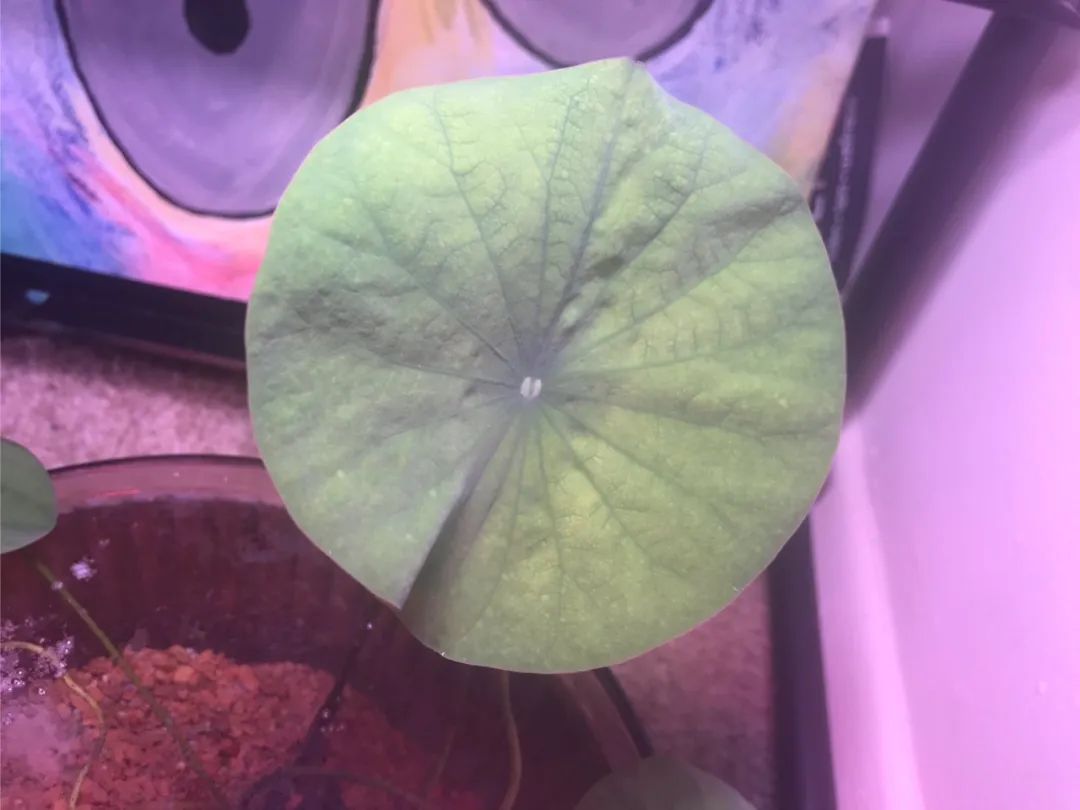 新手种碗莲施什么肥,详解碗莲种植养护的方法完全篇