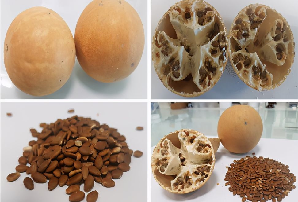 沙漠有西瓜为什么无人敢吃,沙漠里有西瓜为何没有人去吃