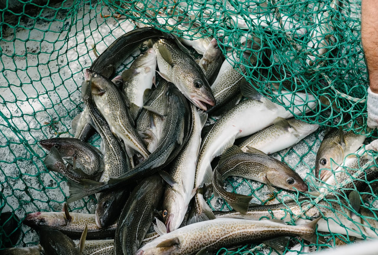 大西洋比目鱼灭亡了吗,大西洋鳕鱼事件