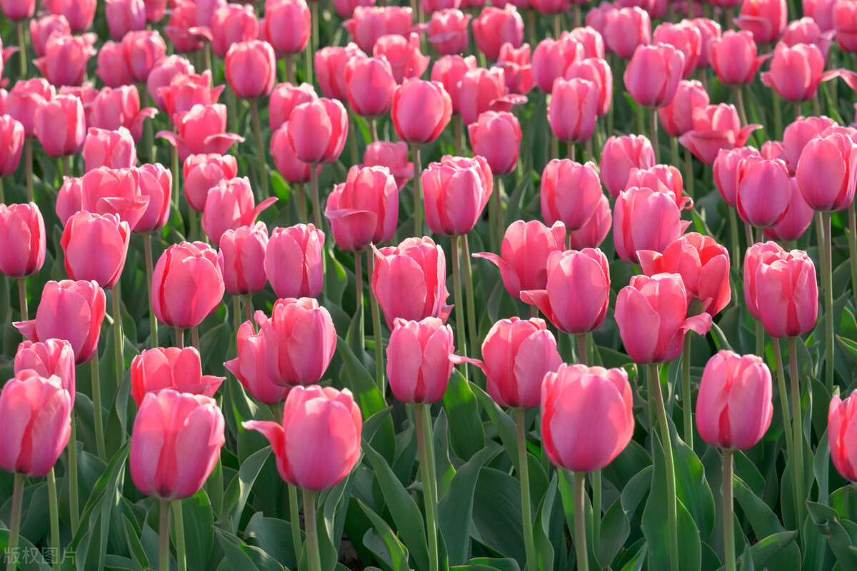 郁金香,郁金香开完花后怎么处理