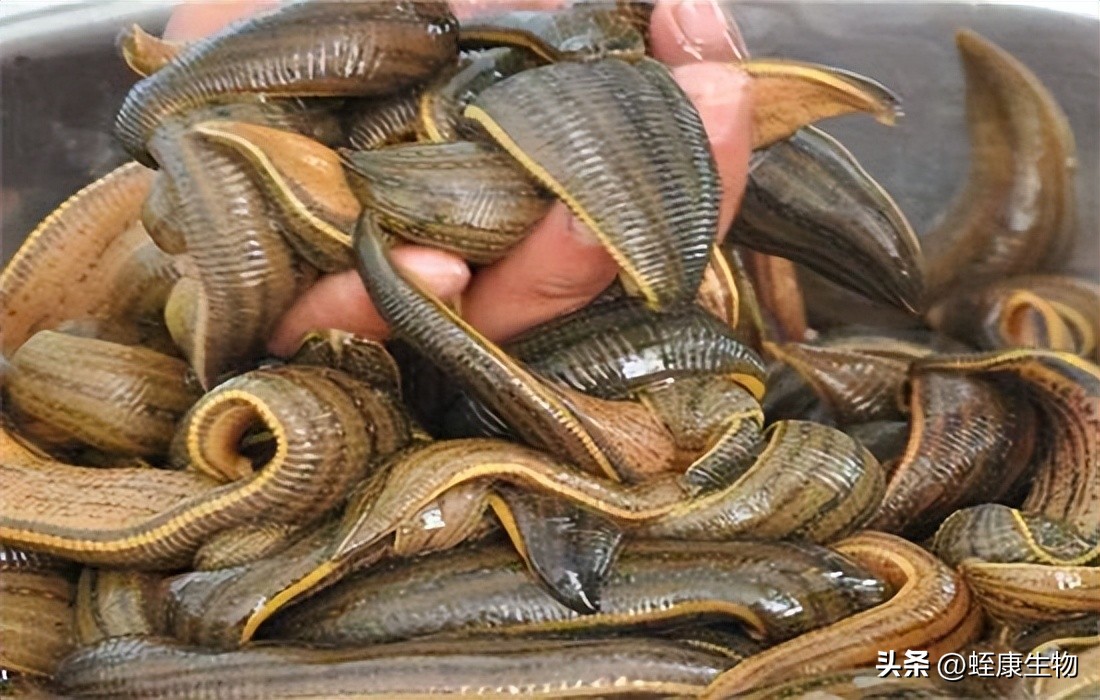 水蛭养殖要什么技术条件,水蛭养殖技术和方法全套