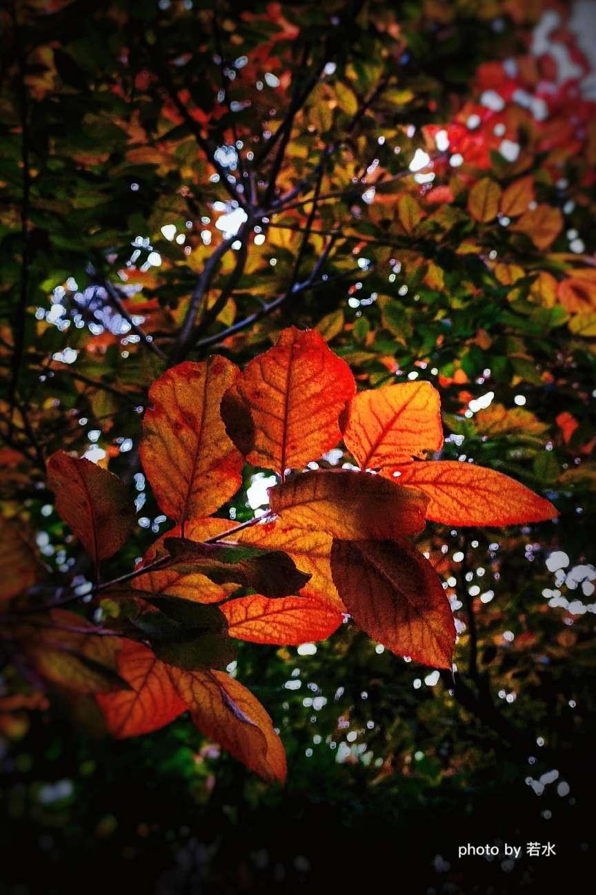 手机拍照的一些小技巧,手机拍照的3个小技巧很实用