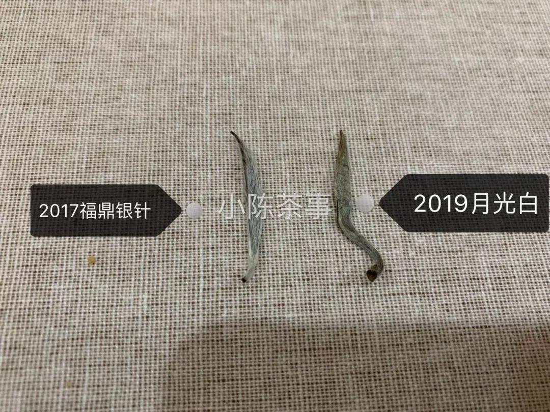 选购白毫银针只需看这5点,好的白毫银针质量鉴别