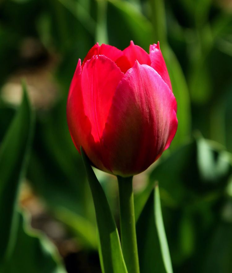 郁金香高贵典雅姿态万千,淡雅郁金香