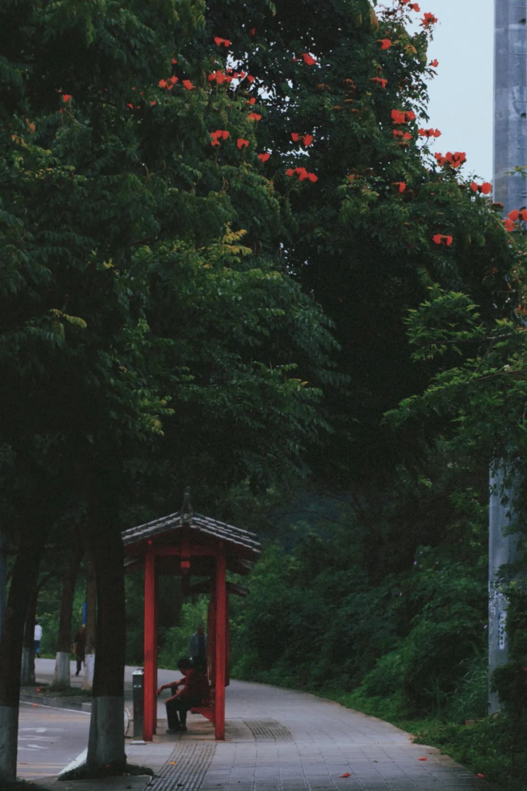 【普洱茶都康乐思茅】火焰木：凤凰涅槃浴火重生