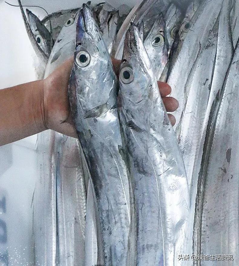 海鱼为什么都是死鱼,内陆为什么买不到活海鱼