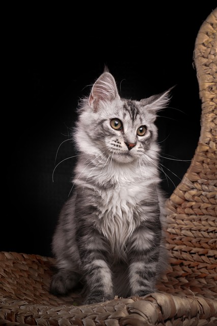 新手养猫入门指南新晋铲屎官,铲屎官最容易忽略的五点养猫常识