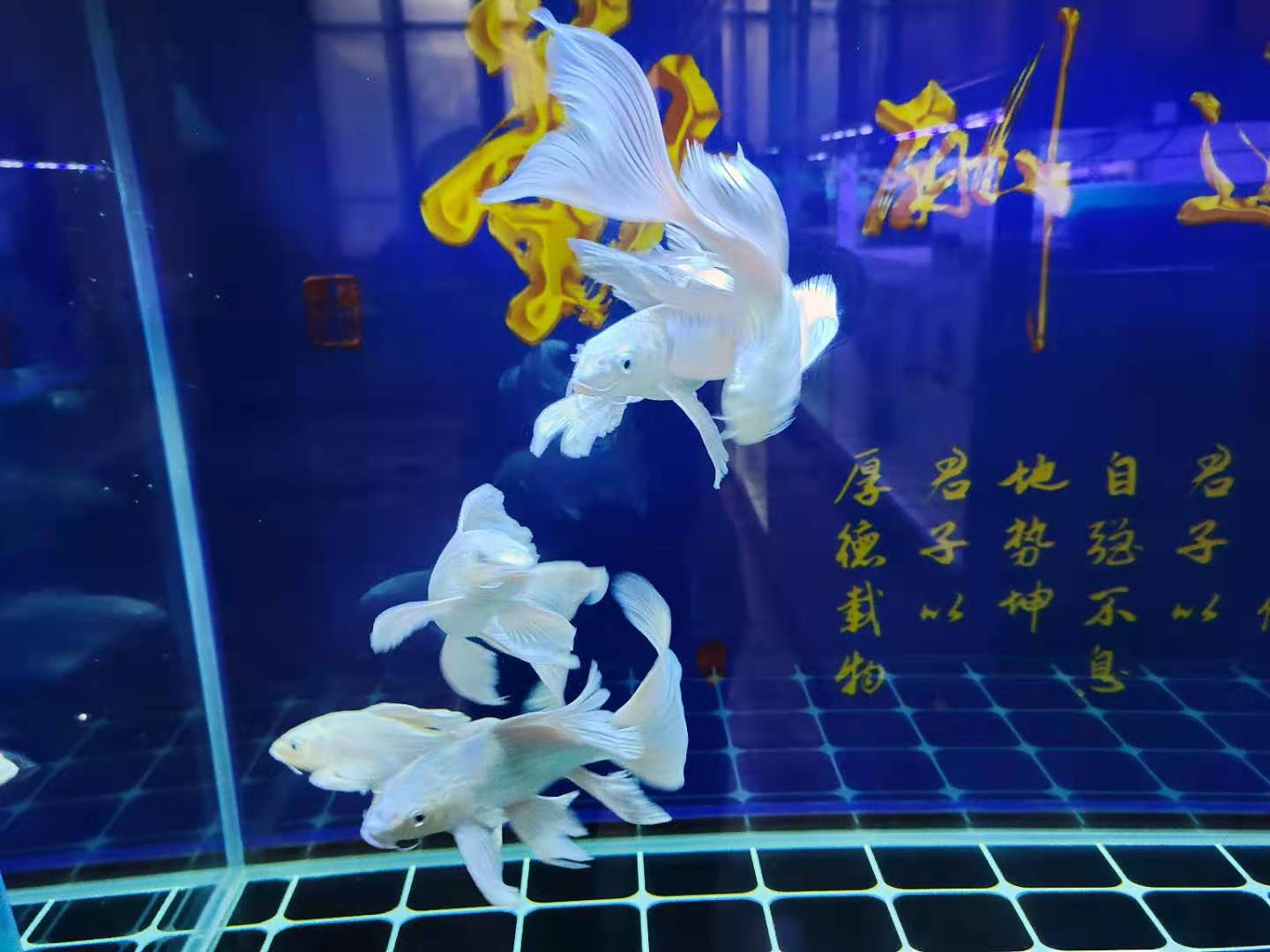 观赏鱼入缸腥味重怎么去除,观赏鱼害怕怎么处理