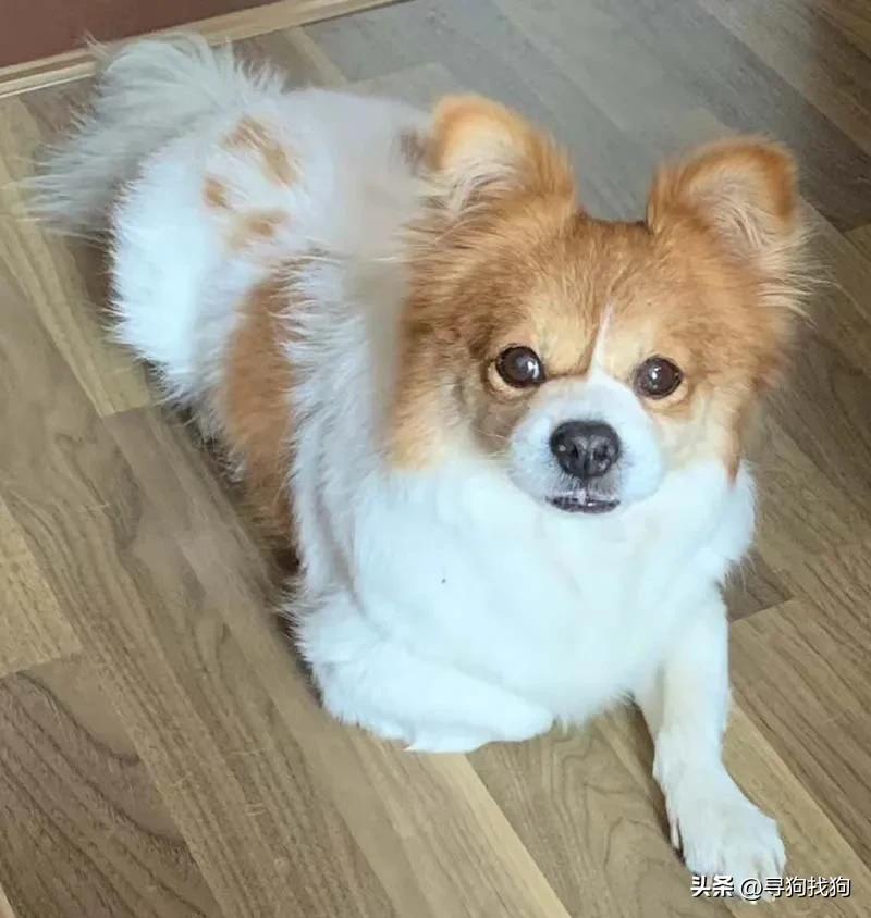 深圳寻找蝴蝶犬,广州寻狗团队是怎么找的