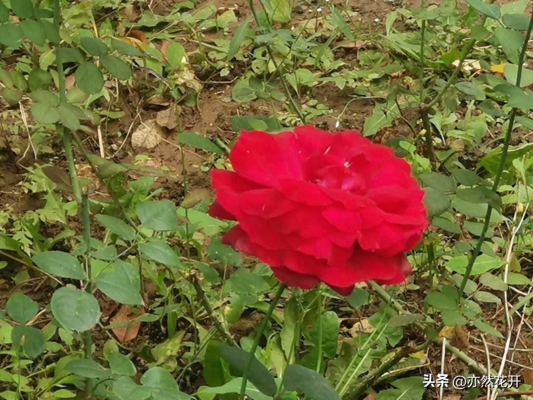 公文写作与修改,公文写作修改标题并说明理由