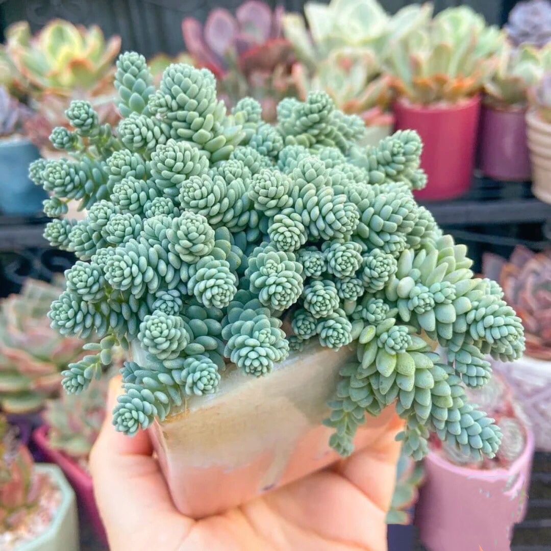 十二卷多肉的品种图鉴,100种多肉植物图片大全