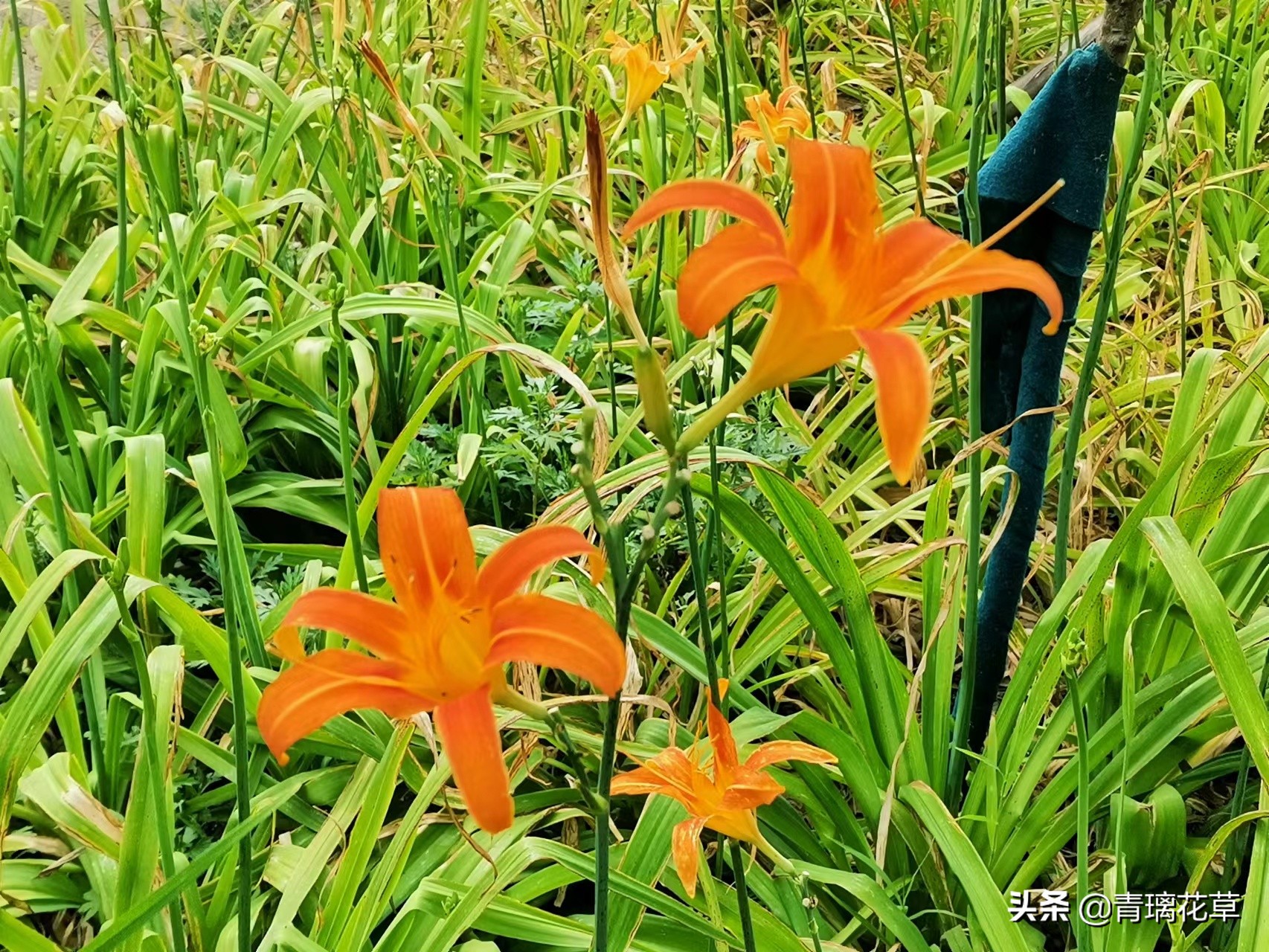 夏天开好多种颜色的小花,夏天里开的最茂盛的花朵有哪些