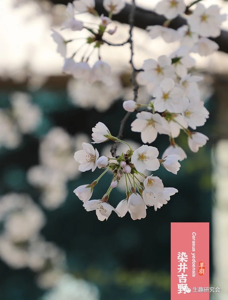 染井吉野樱花是什么樱花,大岛樱花和染井吉野樱的区别