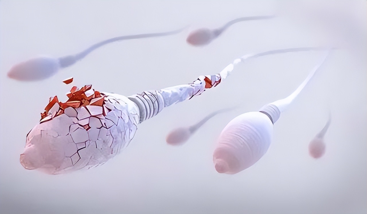 进入女性体内，没成功“受精”的精子都去了哪？这篇文章说清楚了