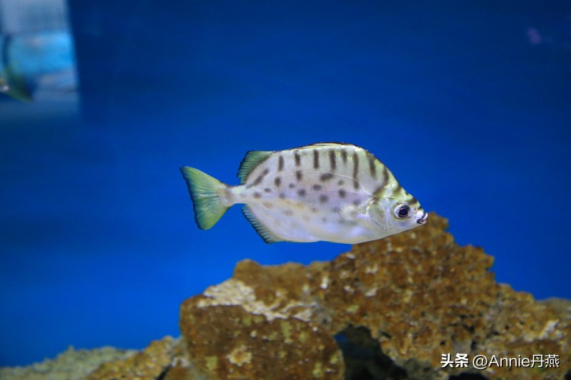 四川万源市旅游攻略,四川达州周边旅游攻略景点必去