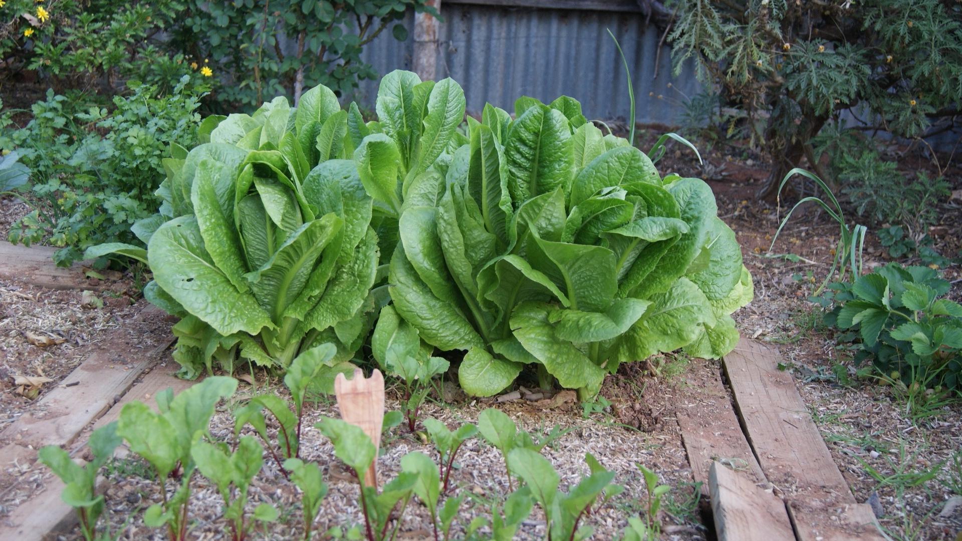 光照不足用什么方法控制徒长,阳光不足的蔬菜种植方法