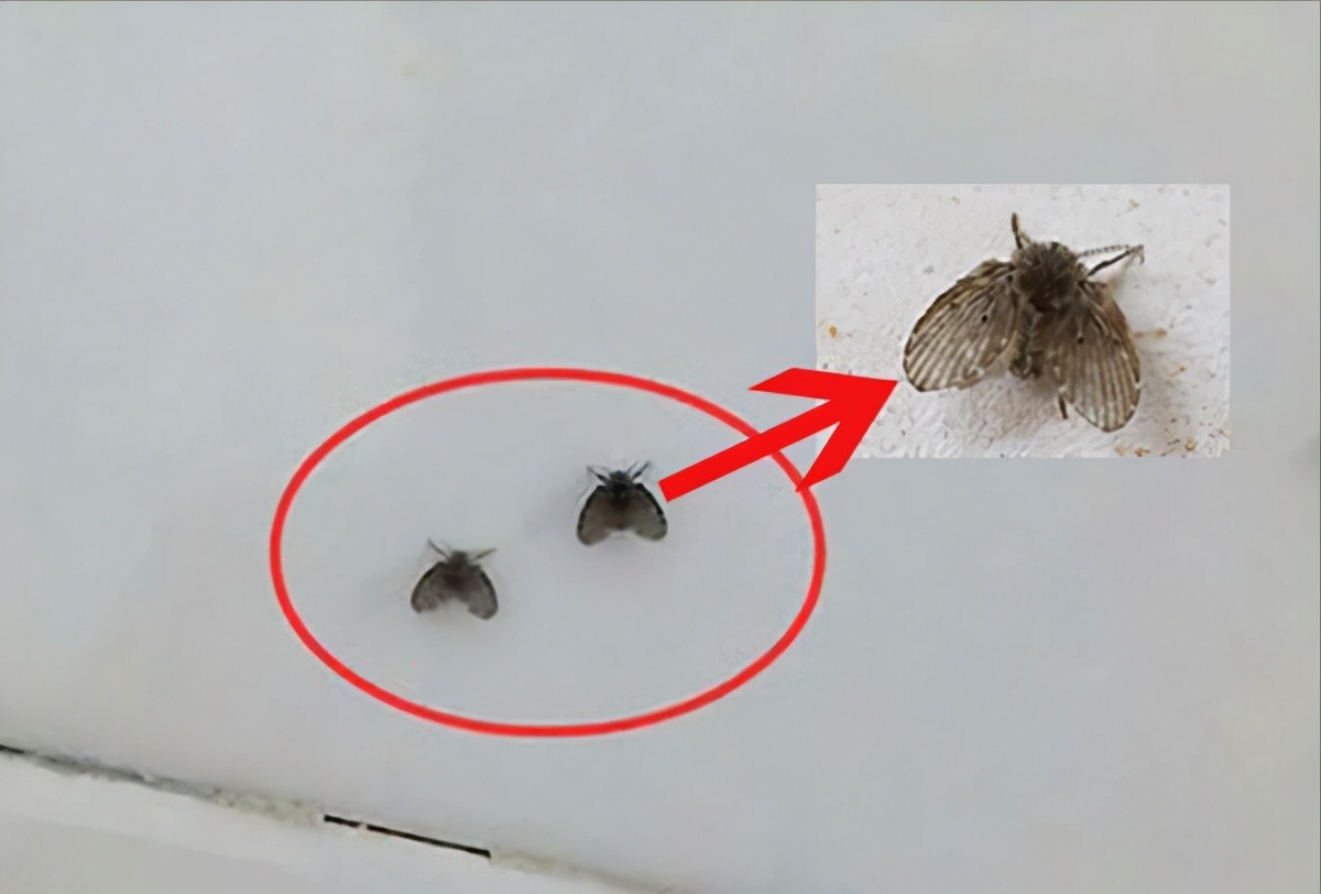 卫生间小飞虫的危害程度超乎你的想象,它究竟是啥?该如何消灭?