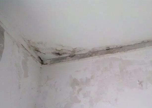 苦杏仁功效快速记忆口诀,记忆中的枇杷