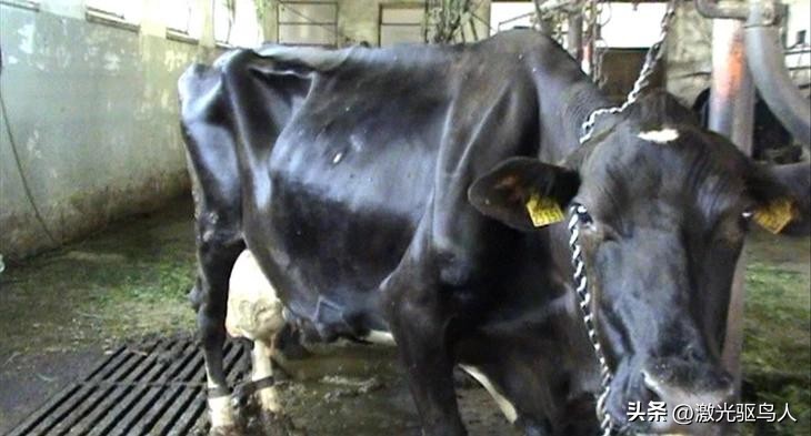 奶牛的高效养殖方法和技术,奶牛饲养管理实用技术有哪些