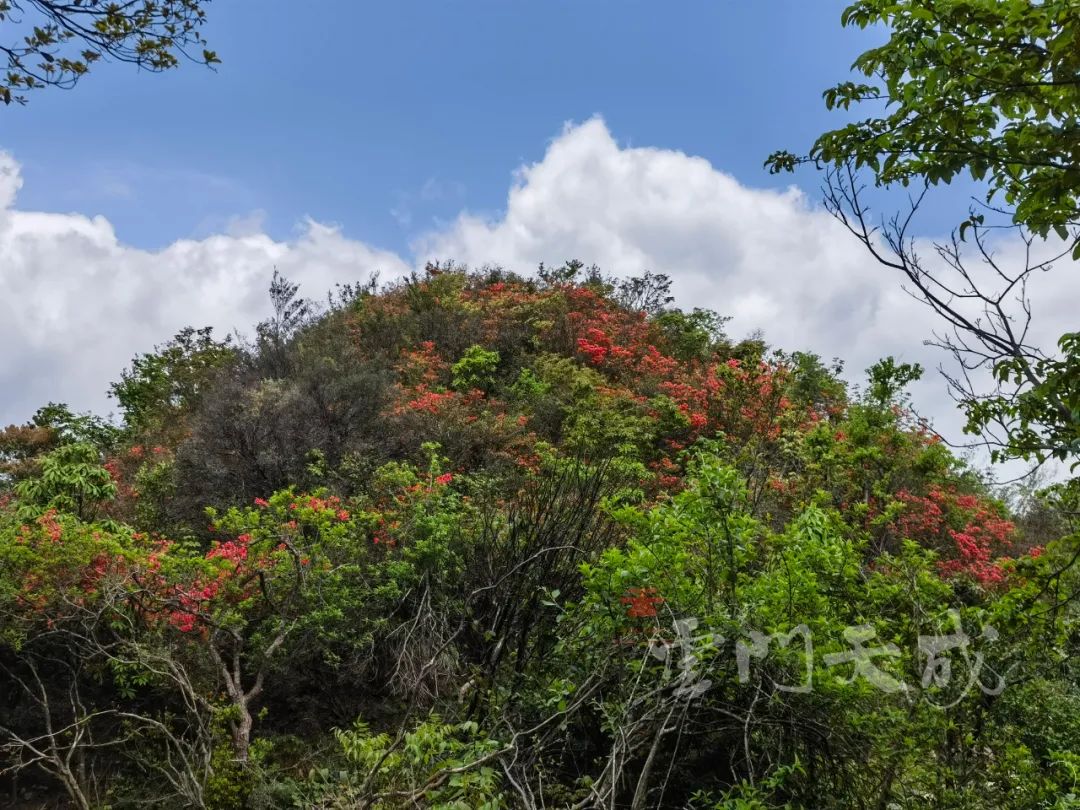 映山红野生杜鹃花图片,野生映山红杜鹃生长在什么地方
