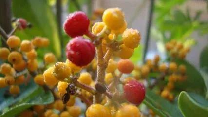 鸭脚木又叫鹅掌柴吗,鹅掌柴学名