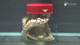 章鱼是外星生物吗,章鱼是外星生物吗完整解说