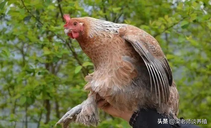 养殖鸡鸭鹅需要注意哪些,鸡鸭鹅养哪种风险小