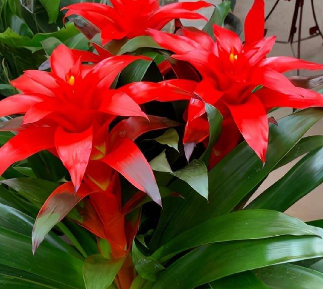 十种适合春节养的花,春节养什么花开花最好看