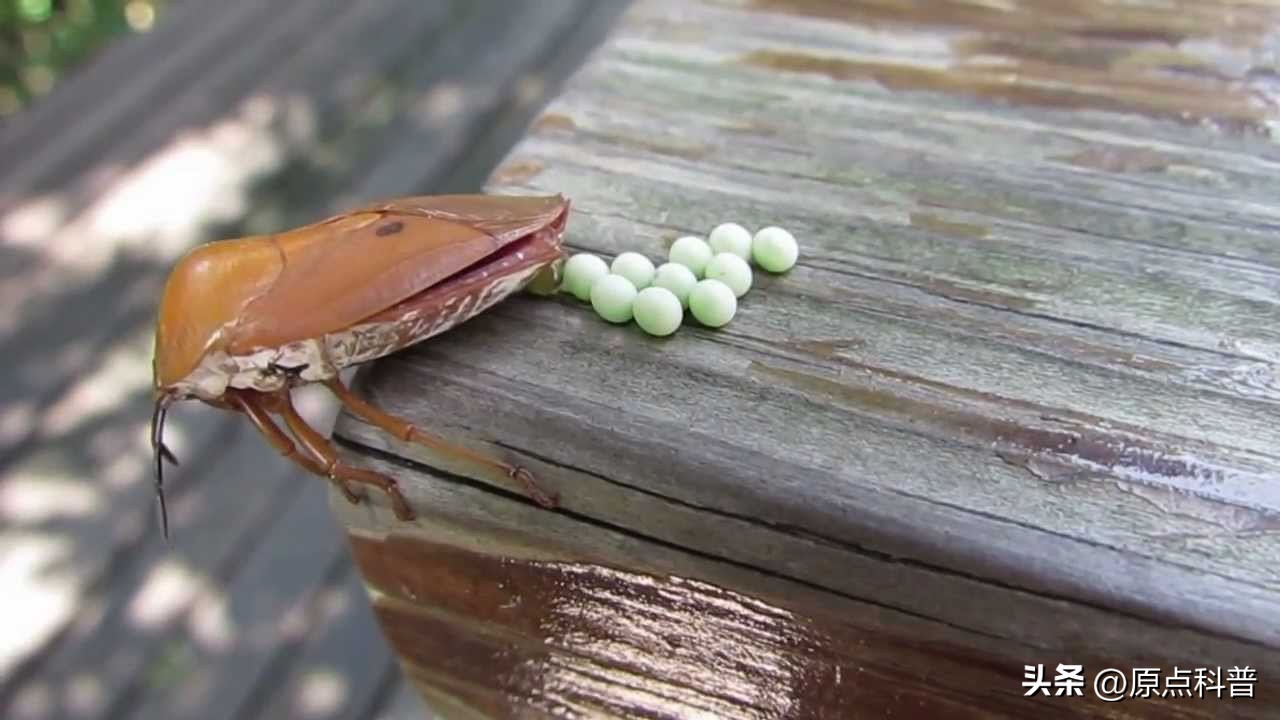 美国的昆虫入侵,盘点入侵美国的七大昆虫
