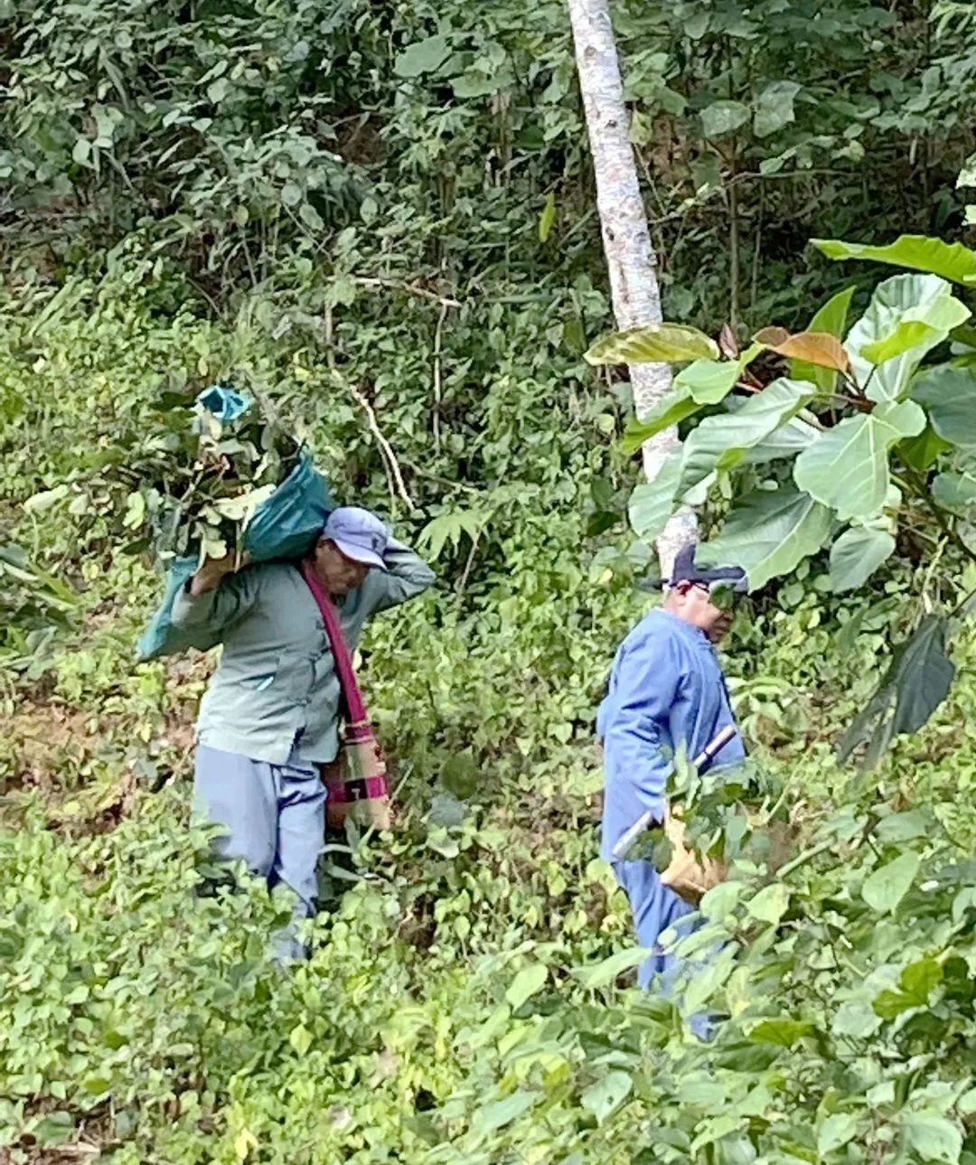 傣医药非遗文化,乐享云南非遗大理白族民居彩绘