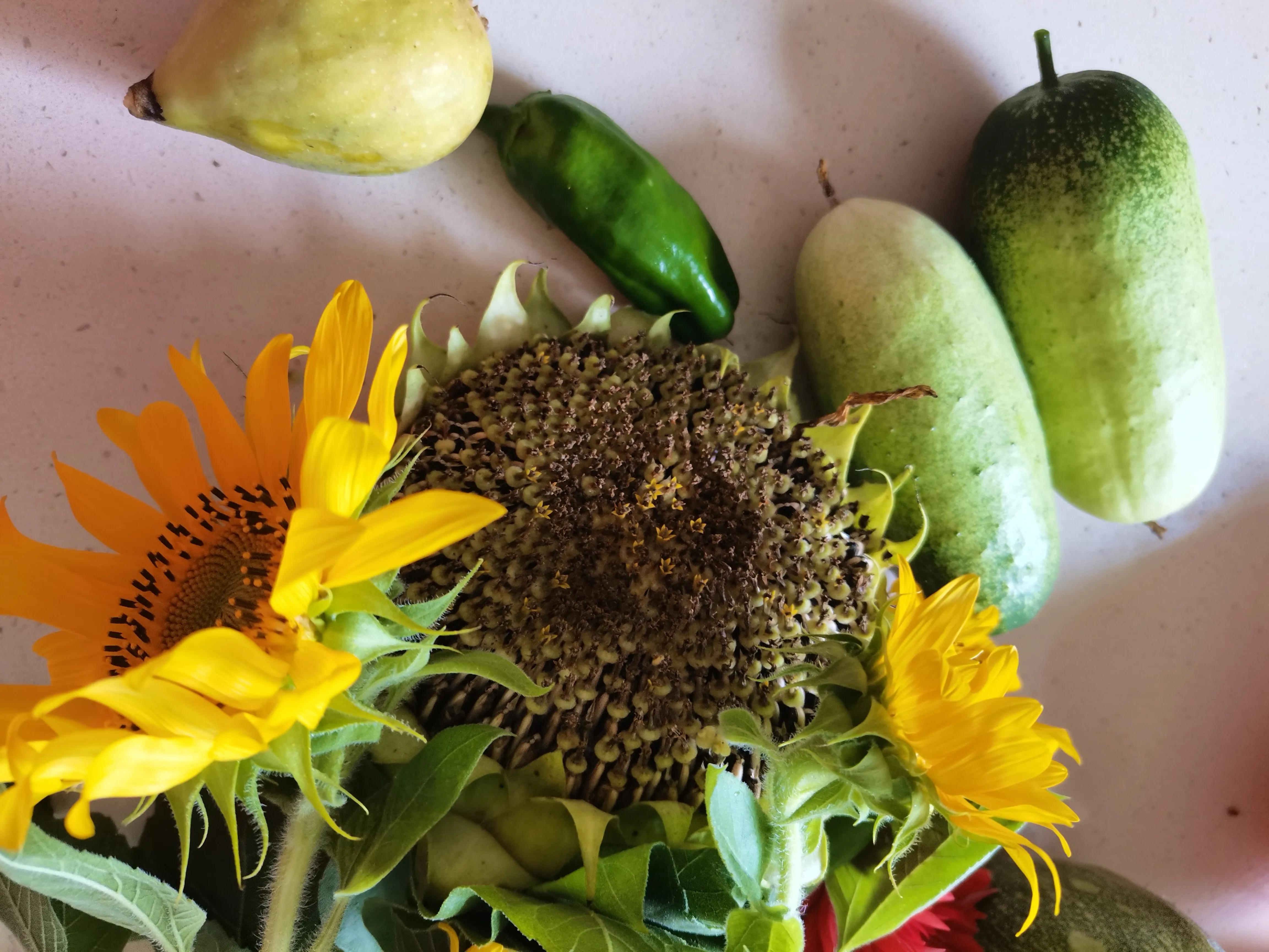 花园里的一年四季,春天花园里美丽景色