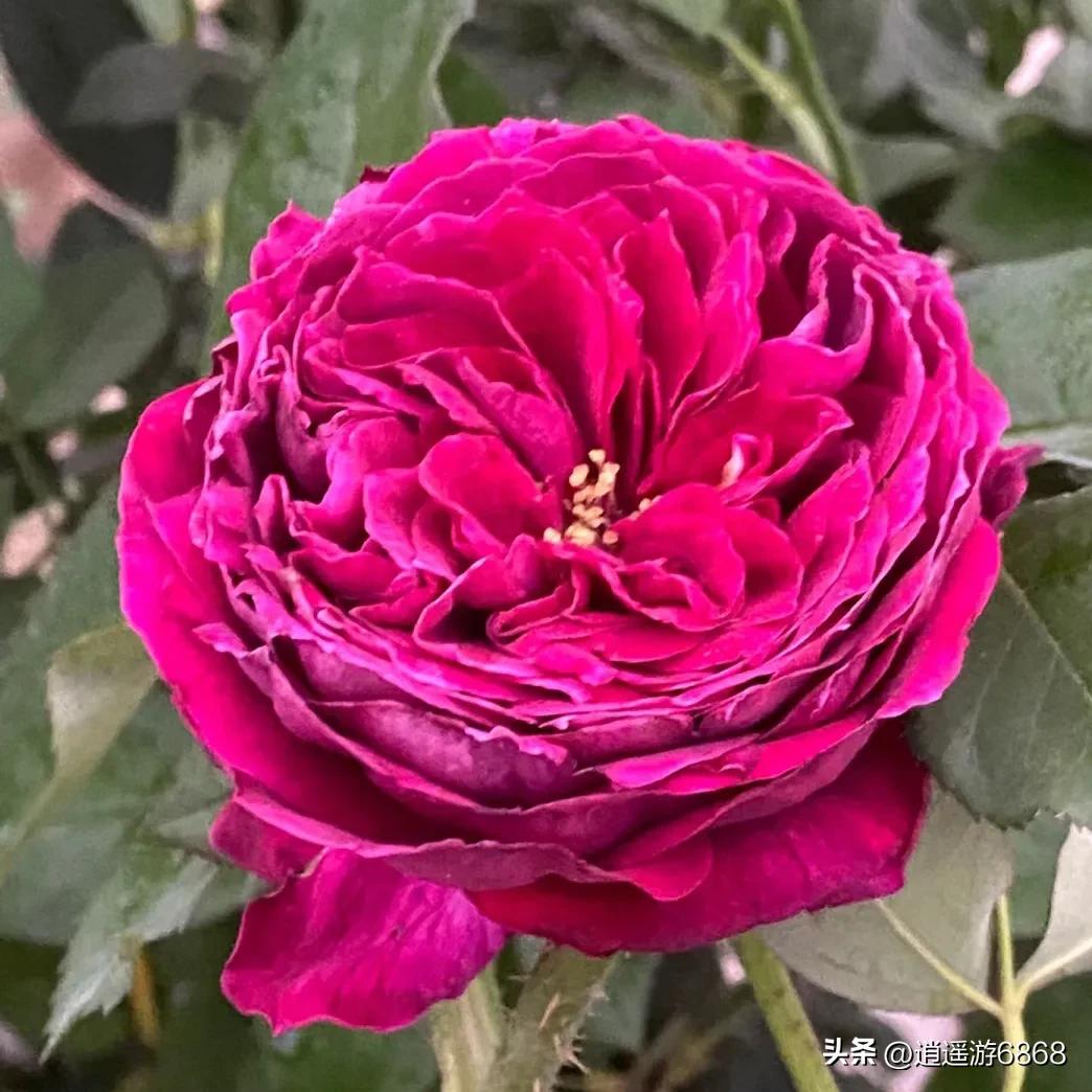 欧月皇宫深紫色月季花,月季花美图