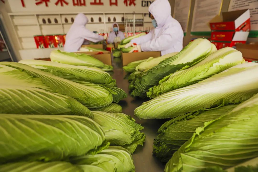 中国白菜种子,中国白菜最有名