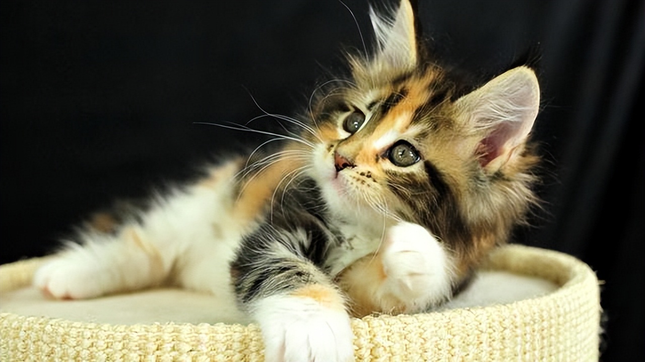 如何给不听话的猫咪剪指甲,可以用普通指甲剪给猫咪剪指甲吗