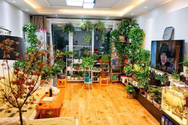 客厅适合的花草,适合客厅的花草