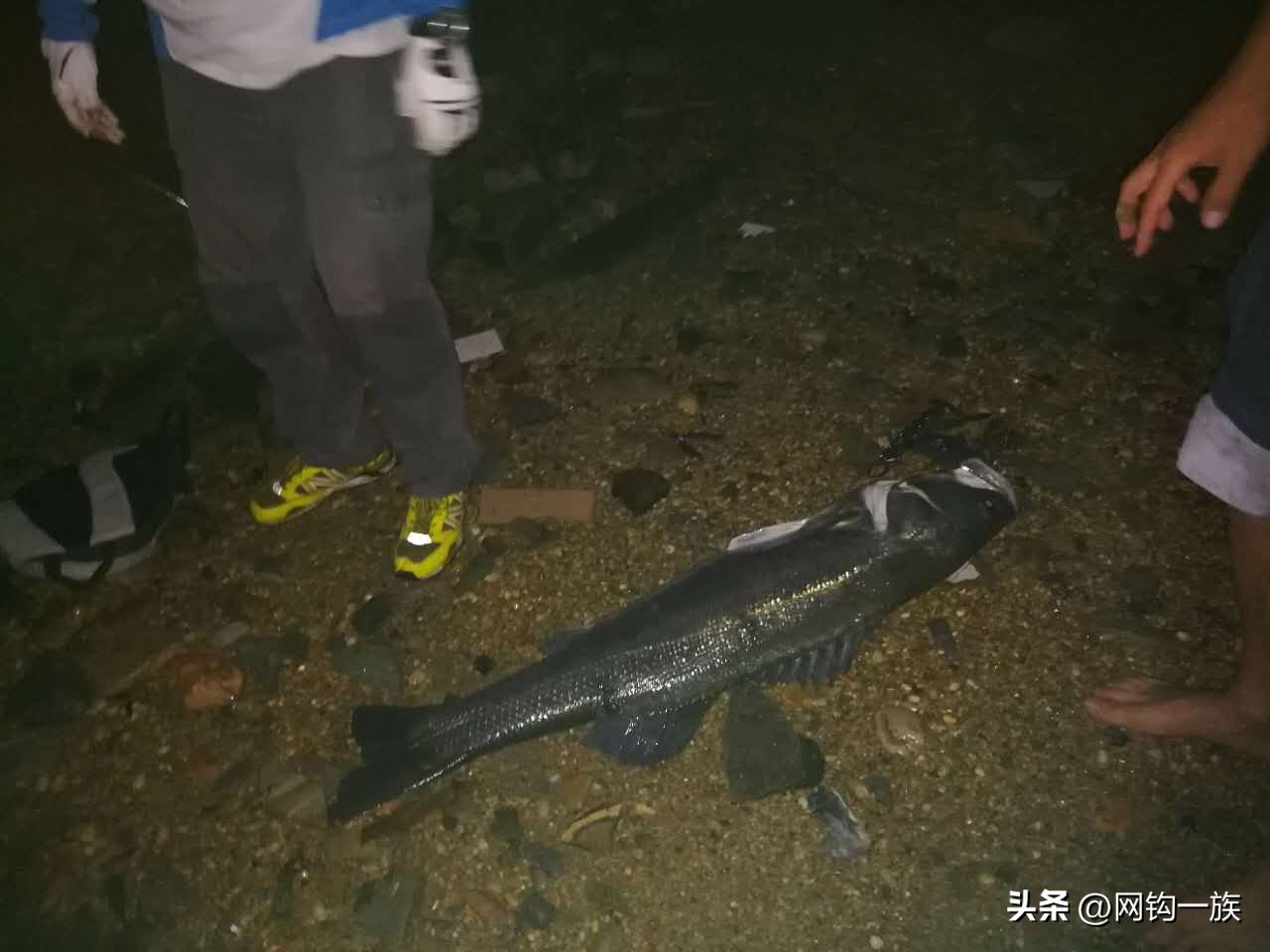 路亚鲈鱼大连,中国路亚鲈鱼最大纪录