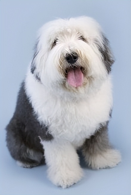 什么狗比较温顺不乱叫,哪种狗最聪明温顺可爱