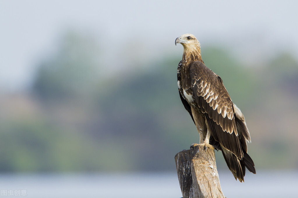 各个国家的国宝大全,世界上的各个国家的国宝
