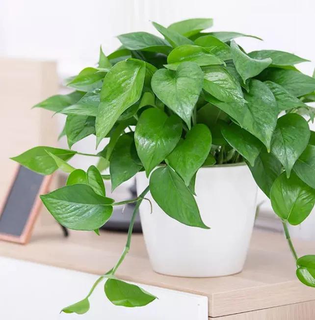 什么绿植去除甲醛效果最好,家里除甲醛什么绿植最好