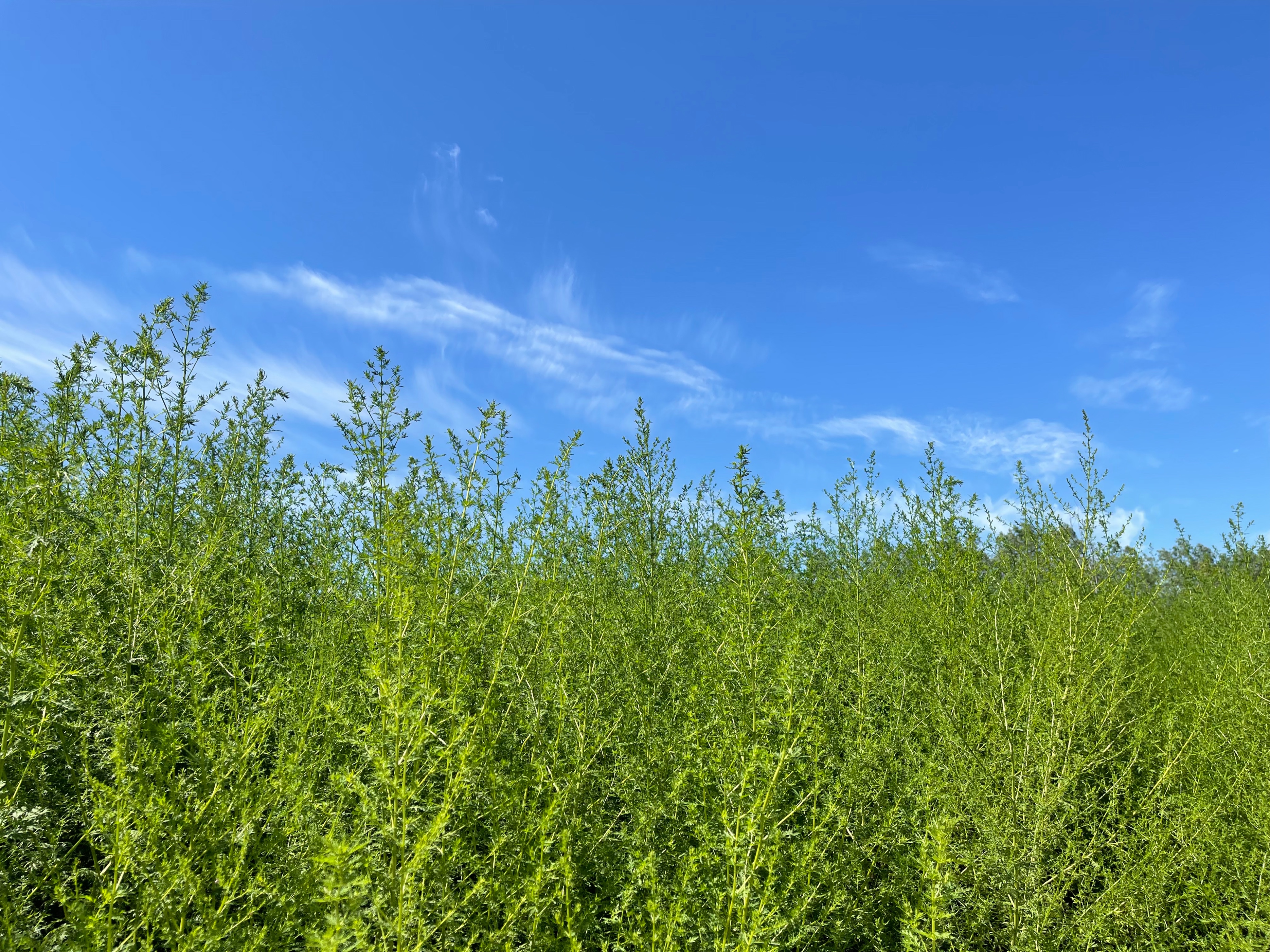 非法集资案律师有责任吗,p2p集资诈骗罪成立会抓哪些人