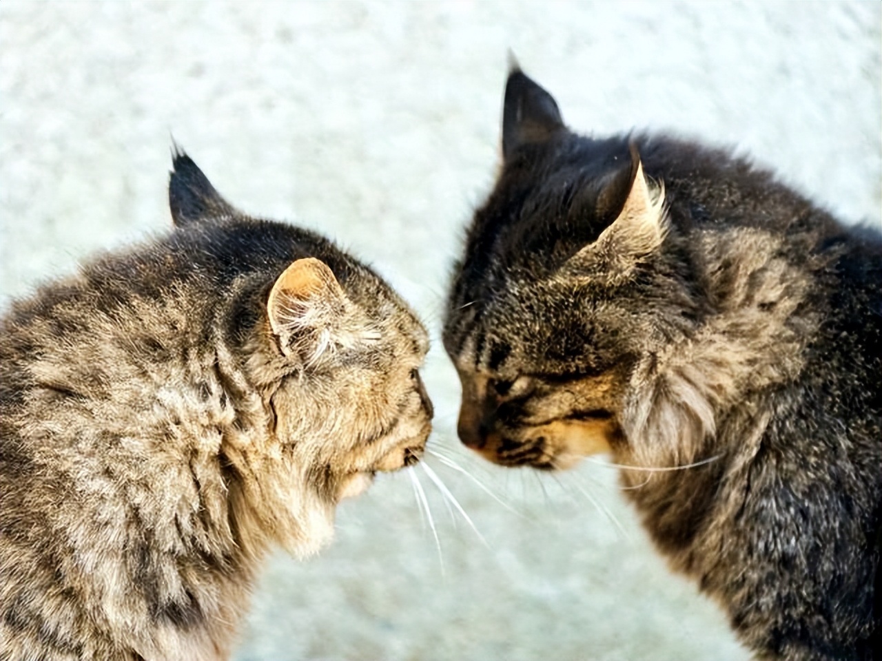 公猫和母猫是如何“交配”的？