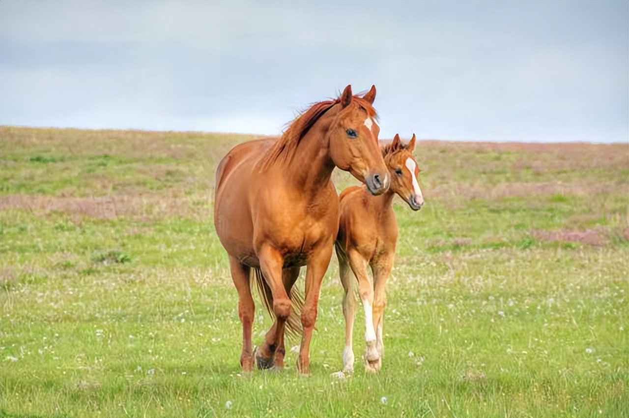 读一词忆一事杂议“牝马之贞”
