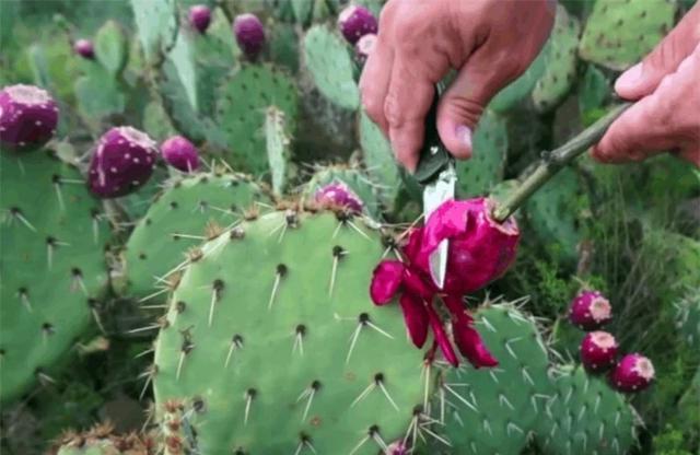 仙人掌养了20多年,最丰产的仙人掌