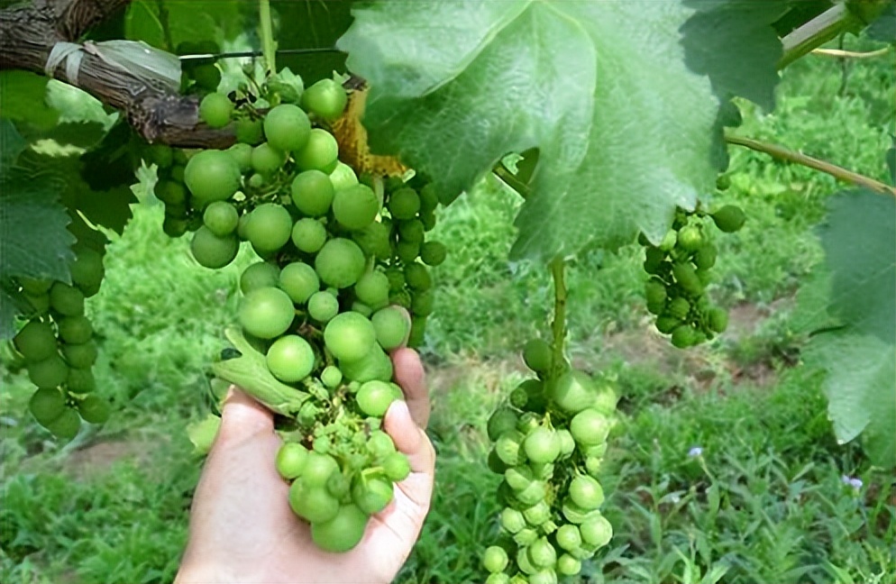 七月份葡萄还会日灼吗,七月葡萄为什么还长穗