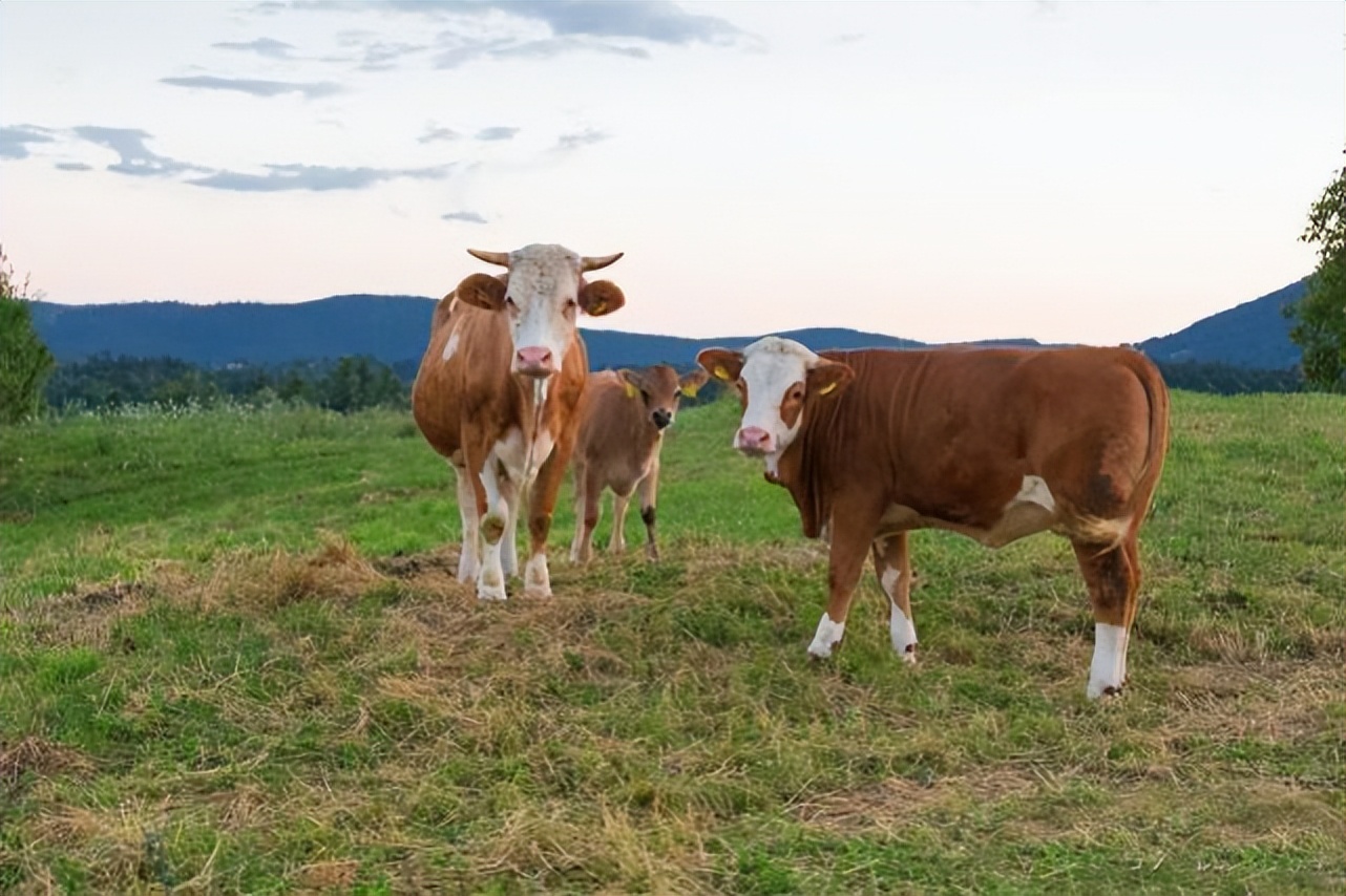 养牛人一般喂牛怎样喂,怎样喂牛长得又肥又快