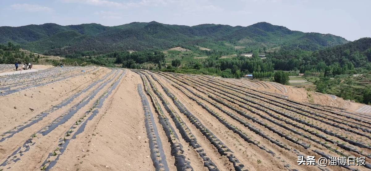 记者观察|合伙人思维为乡村“招贤纳士”！沂源县南鲁山镇创新做法破解乡村振兴发展困局