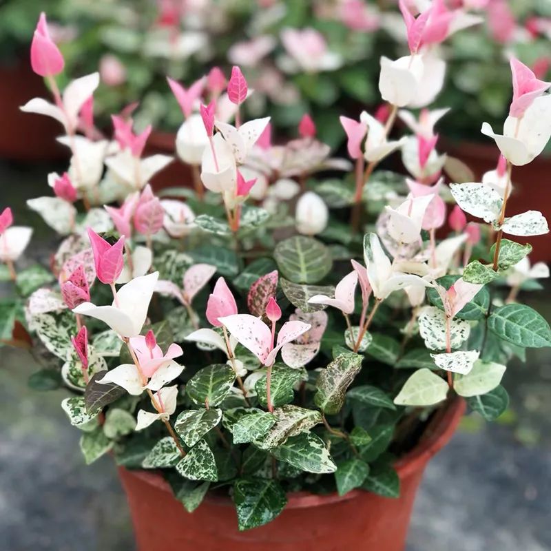 客厅好看的观赏花,小清新唯美油画花