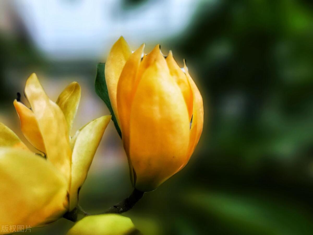 黄角兰花怎么种植,黄角兰与白兰哪个花期长